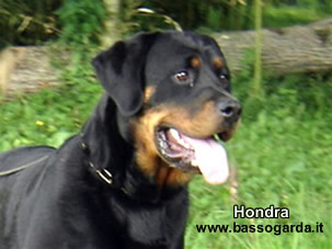Hondra